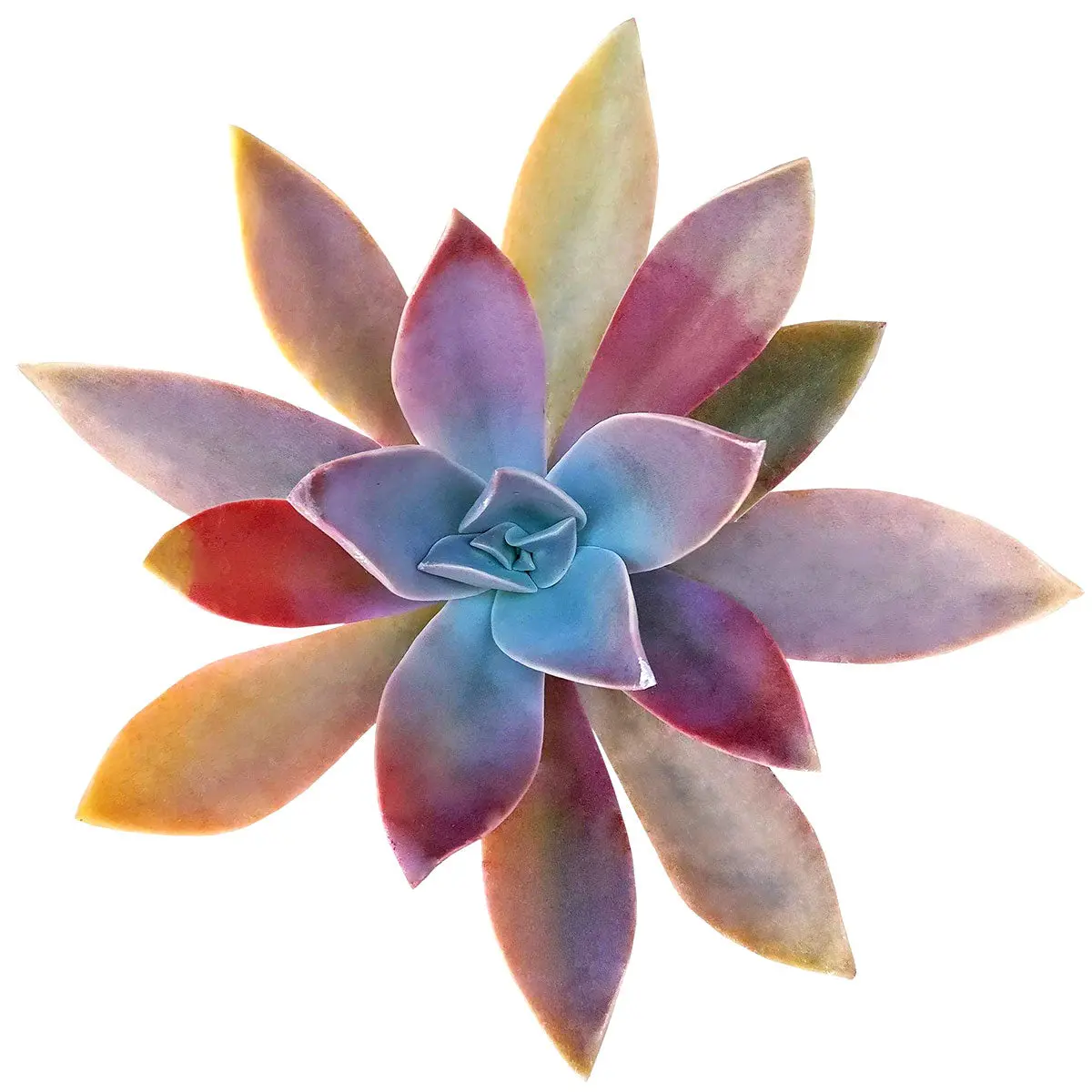 Graptoveria Fred Ives