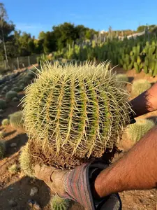 Golden Barrel Cactus - Echinocactus Grusonii
