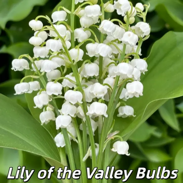 5PSC  Lily of The Valley Bare Root Bulbs, Fragrant Perennial Convallaria Majalis for Garden Ground Cover & Indoor Potted Planting