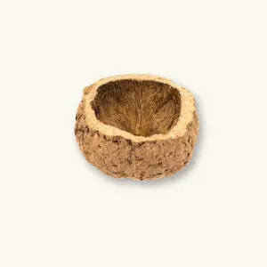 Ourico Mayan Nut Pods by Betta Botanicals for Dart Frog Vivariums & Blackwater Aquariums