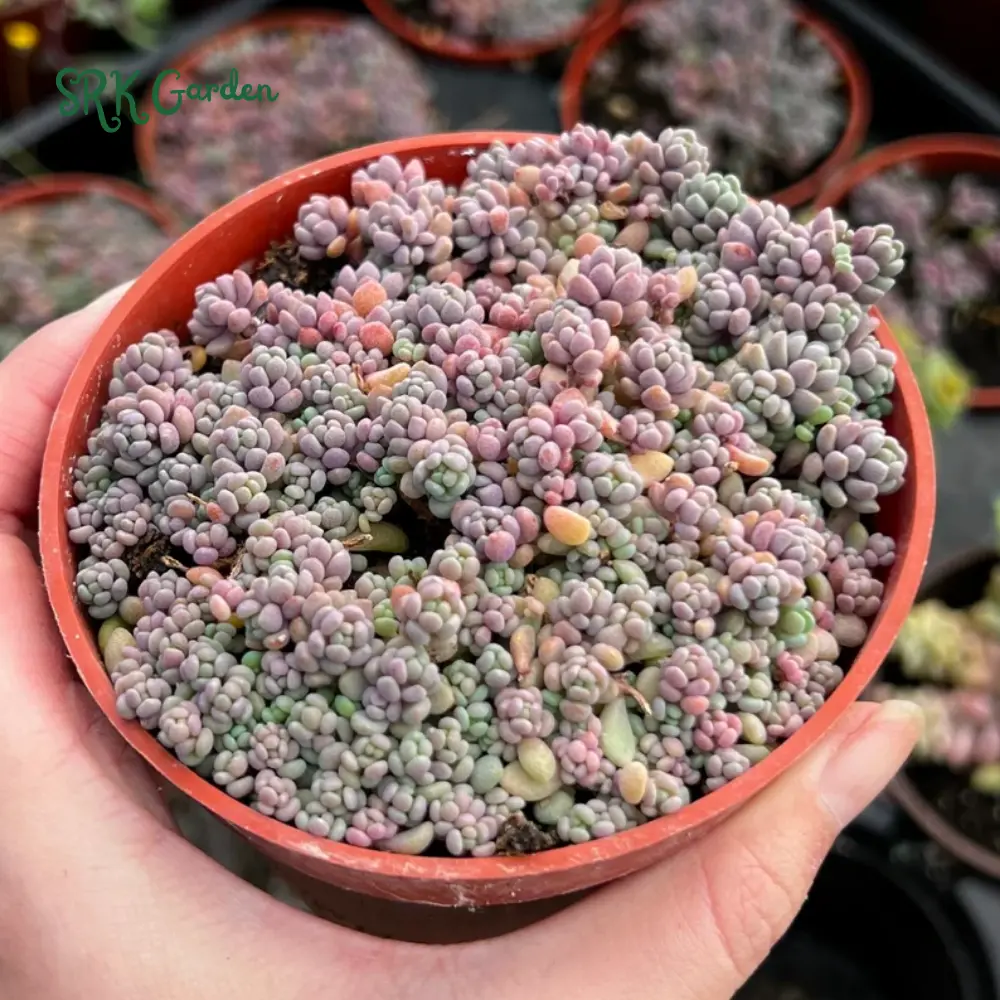 Sedum Dasyphyllum, Sedum Minor, Small Succulent, Live Plant in 2'', 4'', 6" pot