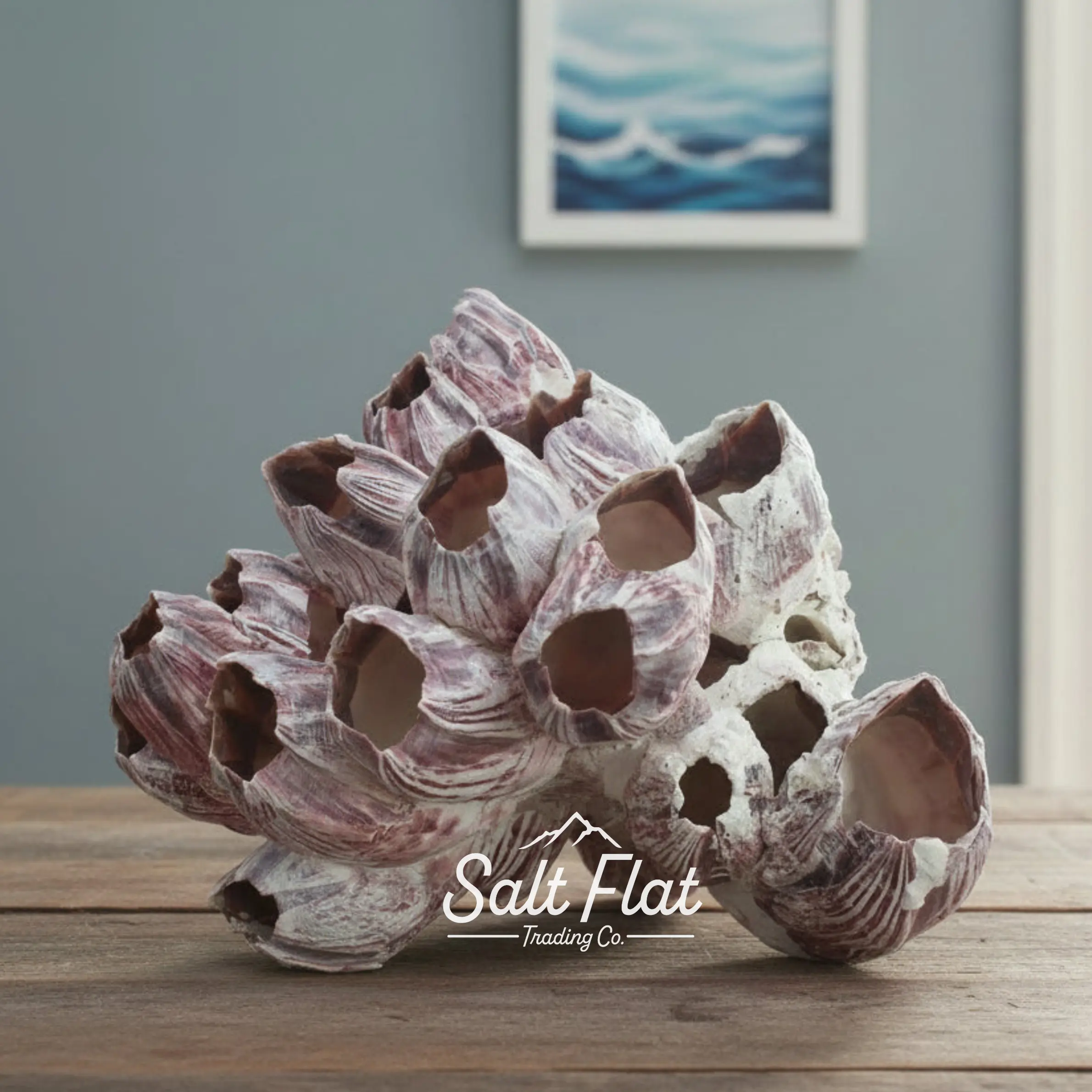 Barnacles 5-7"