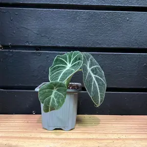Black Velvet Alocasia Plant in 2 Inch Pot (A)