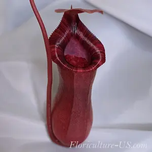 Nepenthes Lowii x Ventricosa Red, 4'' Pitcher Plant, Live Plant, Carnivorous Plant