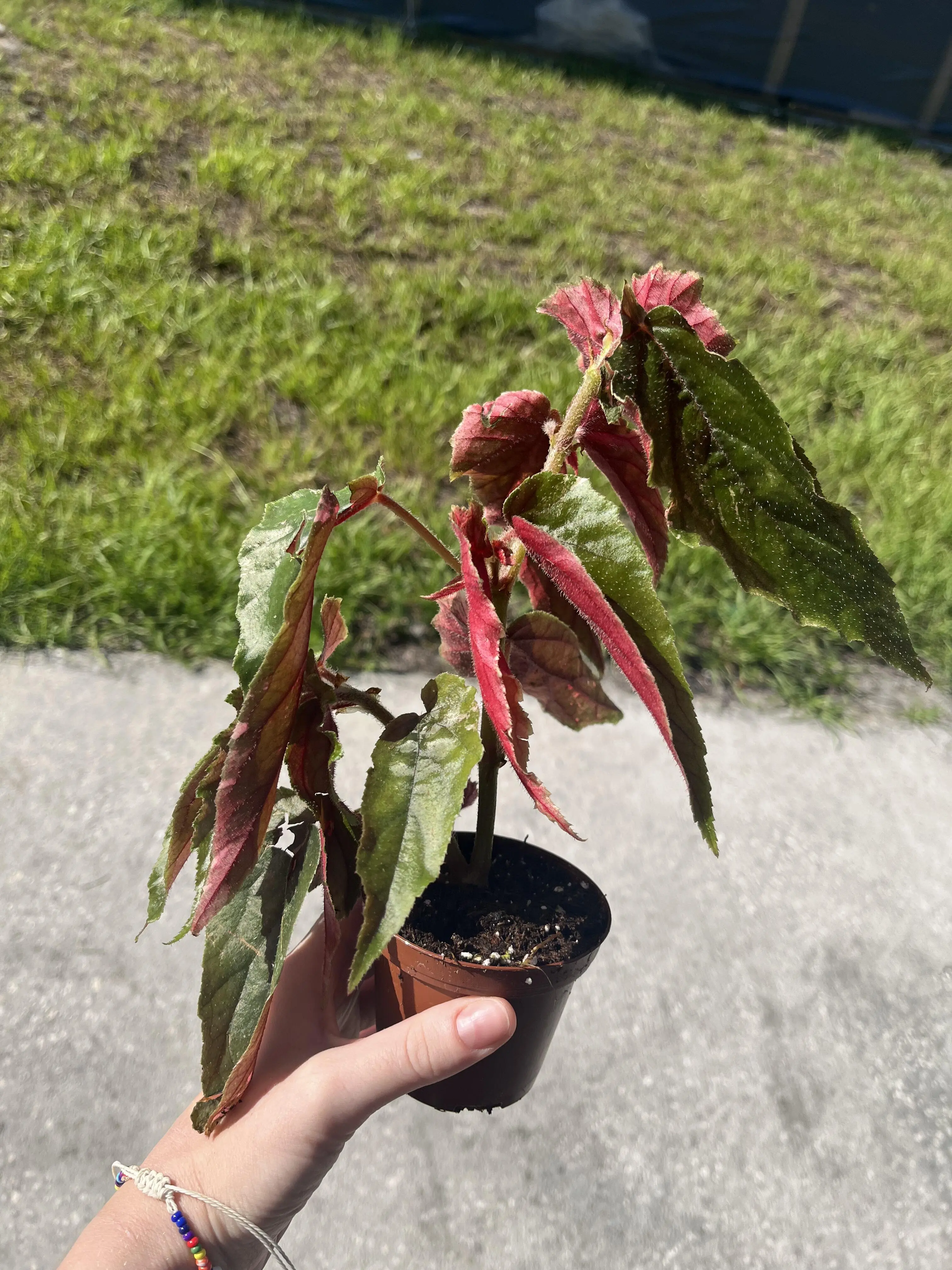 Begonia Ginny Galaxy Variegated Potted Live Plant 4in - Rex Begonia - Ultra-Rare Exotic Houseplant - Pink Splash & Cream Marbling - Spiral Shrub Foliage - Collectors Item - Unique Indoor Statement Plant
