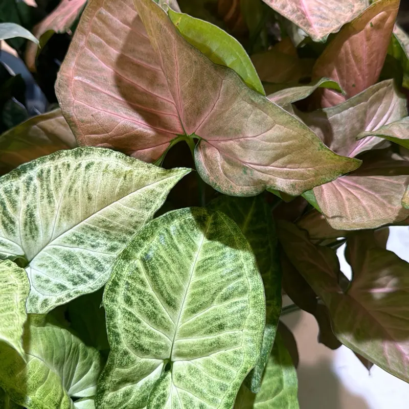 Syngonium