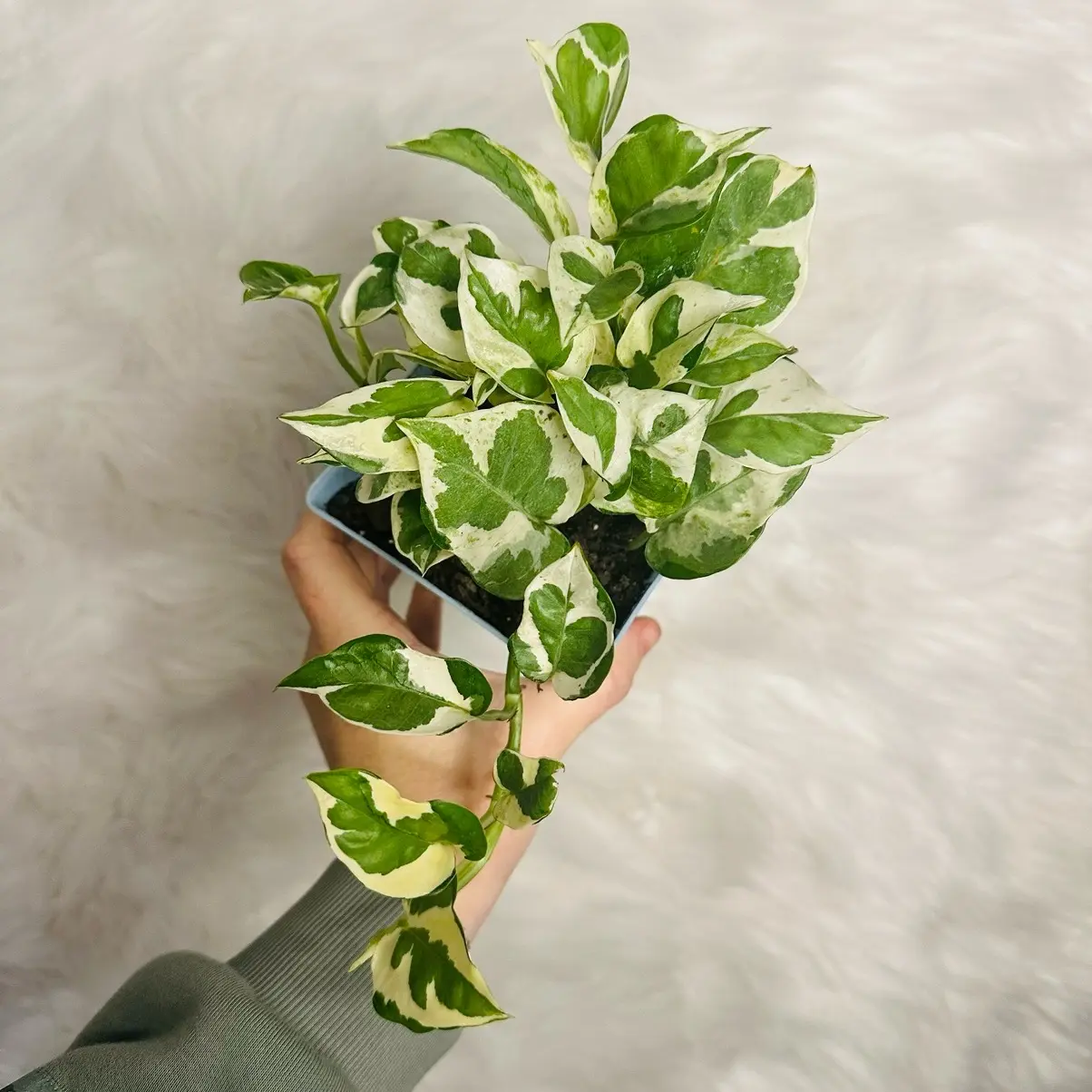 4” Jade & Pearl Pothos
