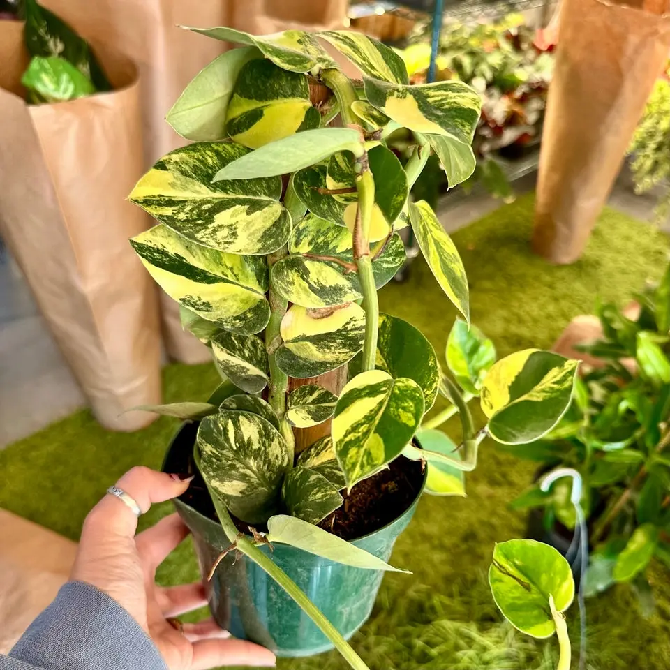 Rhaphidophora hayii yellow variegated totem - 6" pot