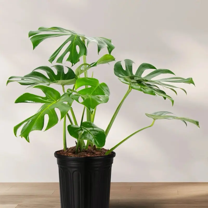 Monstera Deliciosa 8”