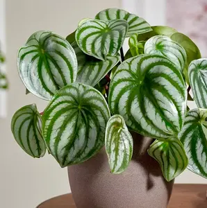 Watermelon Peperomia starter plant In 4" Grow Pot - Large Watermelon-Striped Peperomia - Indoor Succulent Plant - Easy Care Houseplant