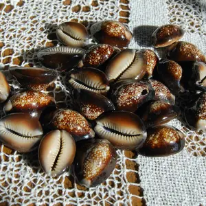 3pc Snakehead Cowrie Shells, Cypraea caputserpentis Cowries