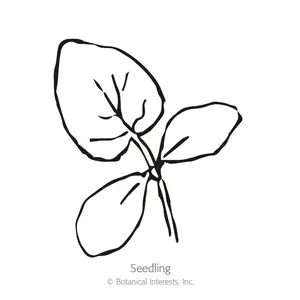 Muncher Persian Cucumber Seeds