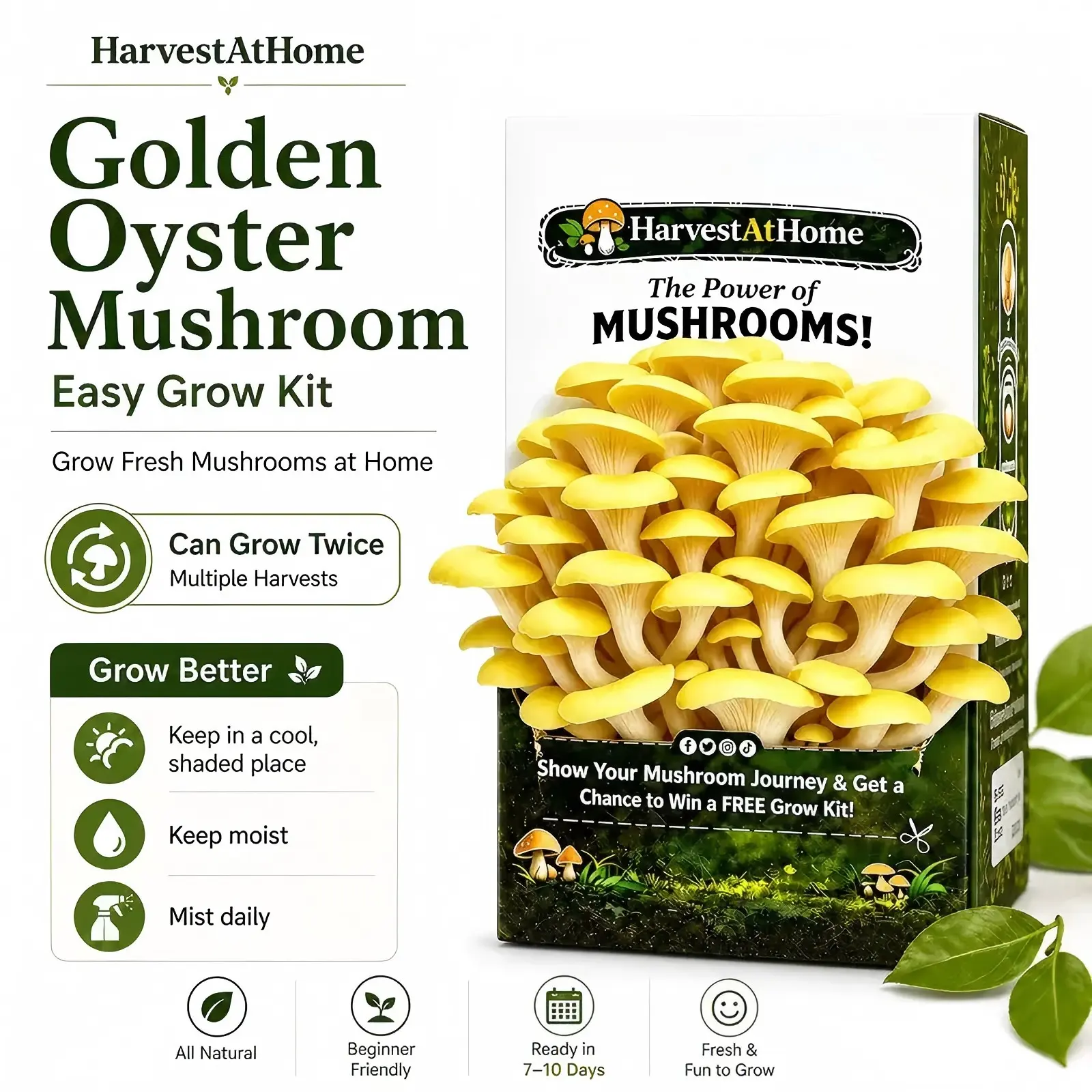 Golden Oyster