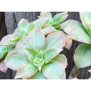 🥝 Kiwi Aeonium Variegated Cutting – The Tropical Party Plant! 🥝