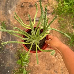 Euphorbia Inermis 6 inch pot Succulent