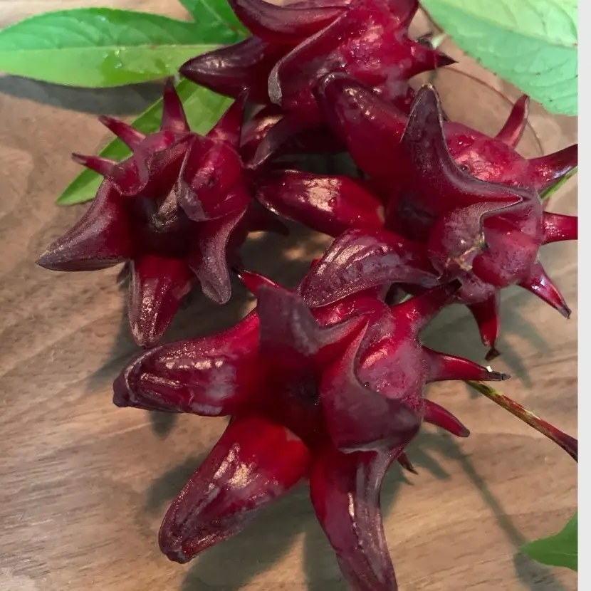 25 Jamaican Sorrel seeds Roselle (Hibiscus))