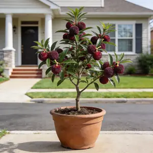 Heirloom Non-GMO Morella rubra Sapling for Northern & Southern Climates Easy Potted Home Garden Cultivation Spring Summer Flowering Abundant Fruit