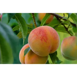 3 Tesoro Yellow Heirloom Peach Tree Scions, Cuttings, Scionwood