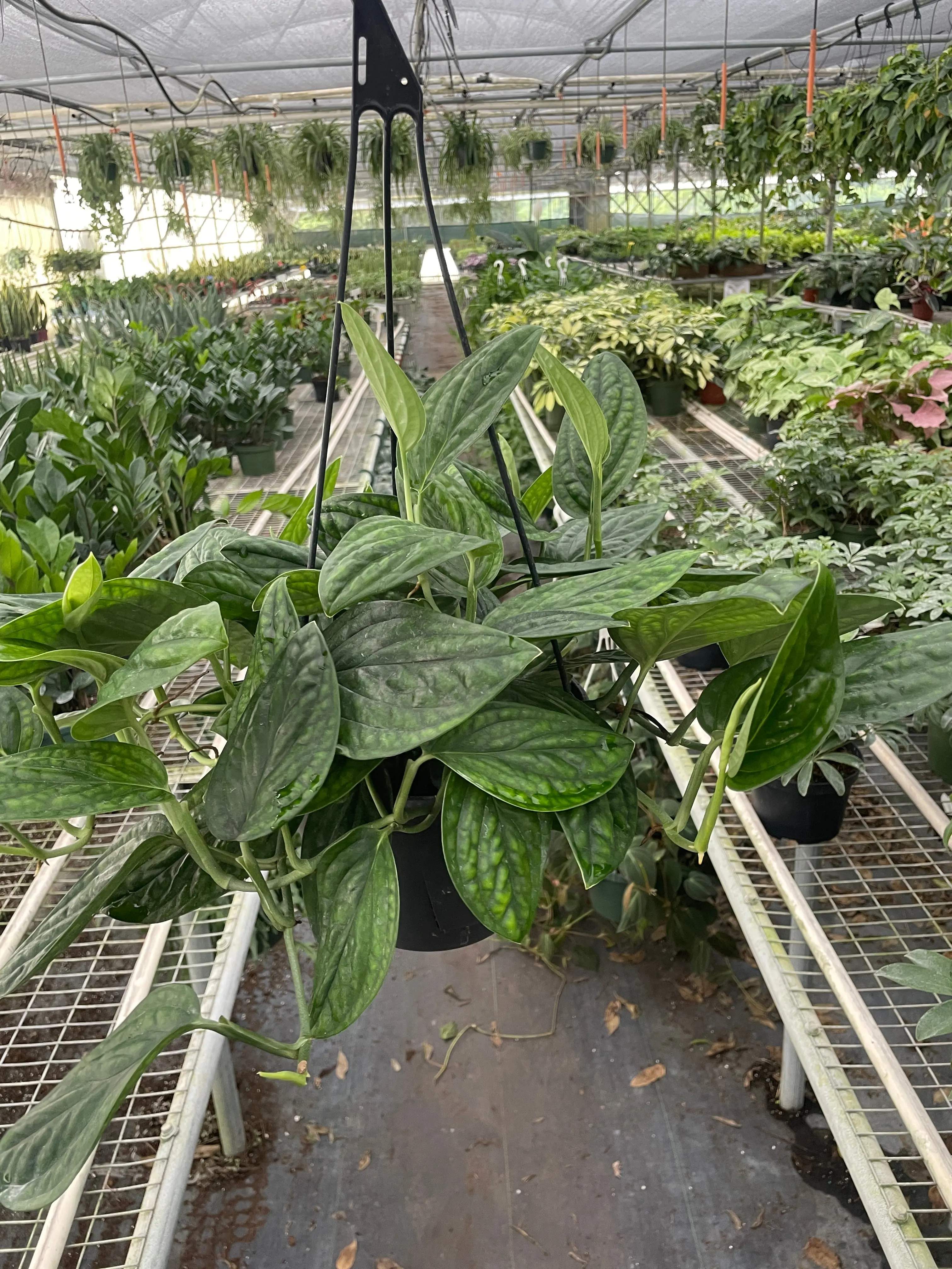Monstera Peru Plant Live House Plant Vining Indoor Plant Hanging Live House Plant