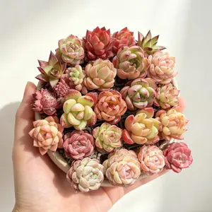 12-Pack Mini Succulents (0.5–1.5”) – Random Assorted Variety, Easy Care Live Plants, Bare Root Shipping, DIY, Wedding Favors