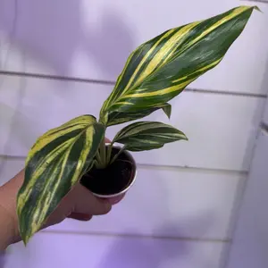 Ginger alpina variegated