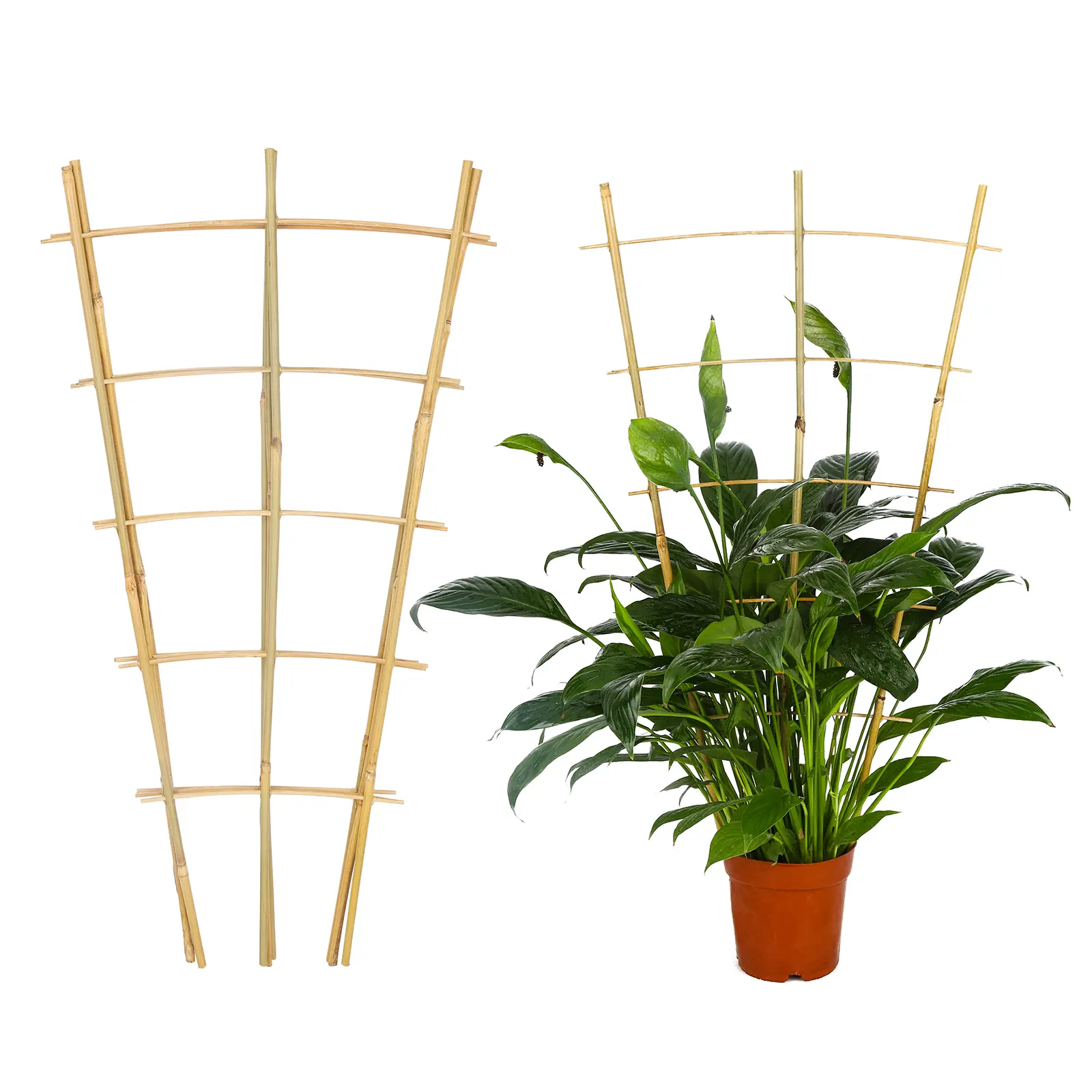 Bamboo Trellis 2ft – Fan-Shaped Plant Support for Indoor & Outdoor Gardens, 3-Pack