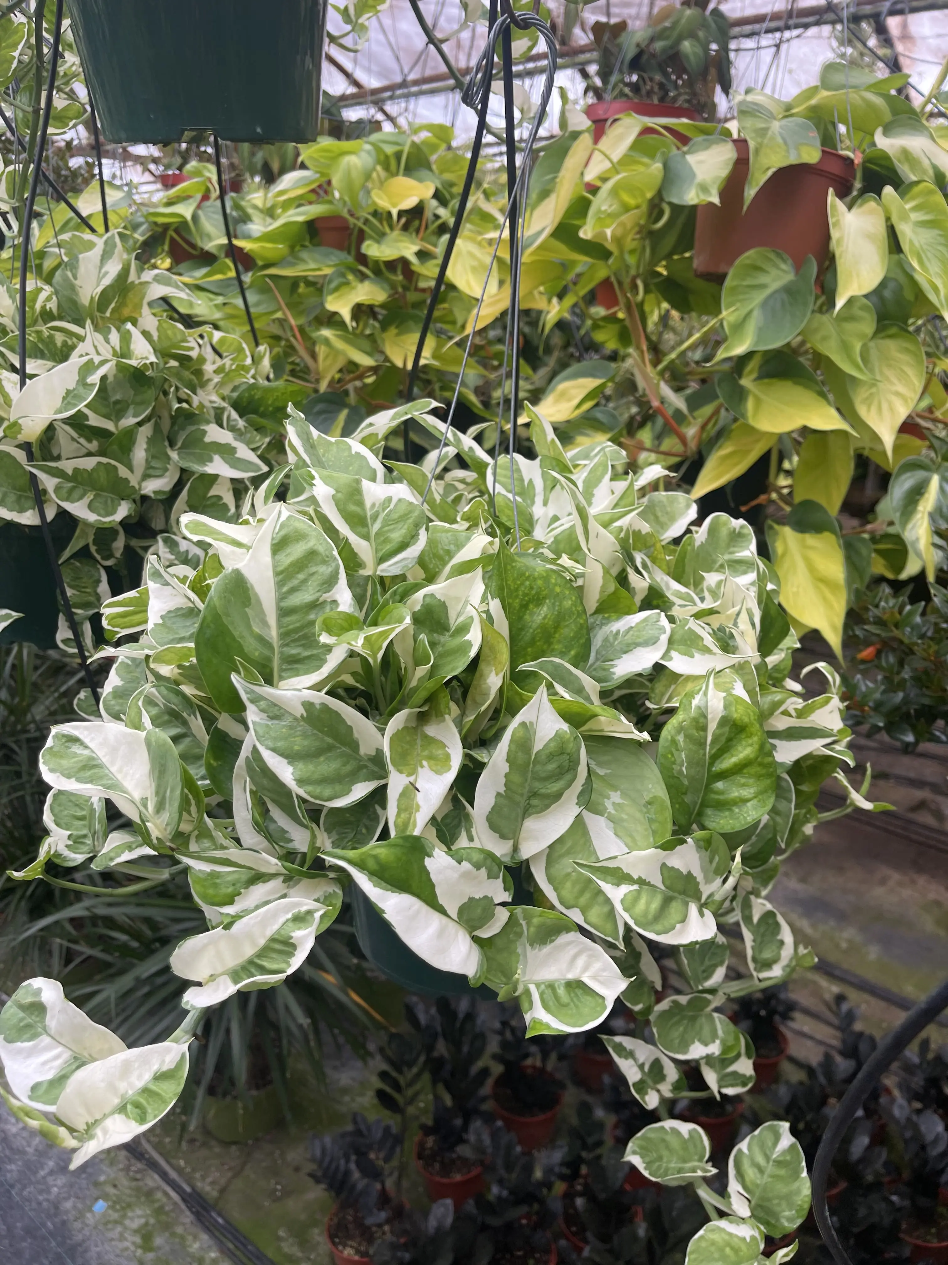 8" Pothos Live Plant – Large Variegated Indoor Houseplant in Pot, Easy Care Trailing Pothos for Home Décor