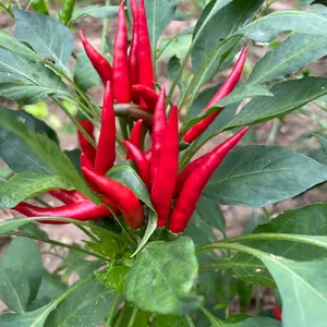 500 Facing Heaven Chili Seeds - Thai Hot Chili Peppers for Home Garden - Compact Upright Red Peppers for Asian Cuisine & Container Growing