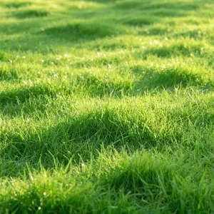 2000+ Zoysia Grass Seeds – Drought-Resistant, Dense Coverage, Easy to Grow, Ideal for Lawns, Yards, and Ground Cover