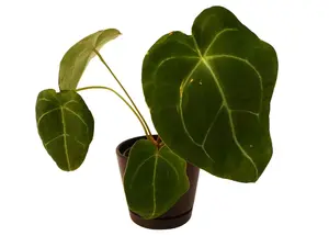 Anthurium Clari Hybrid X 4" Live Plant - Large Velvet Leaf Houseplant