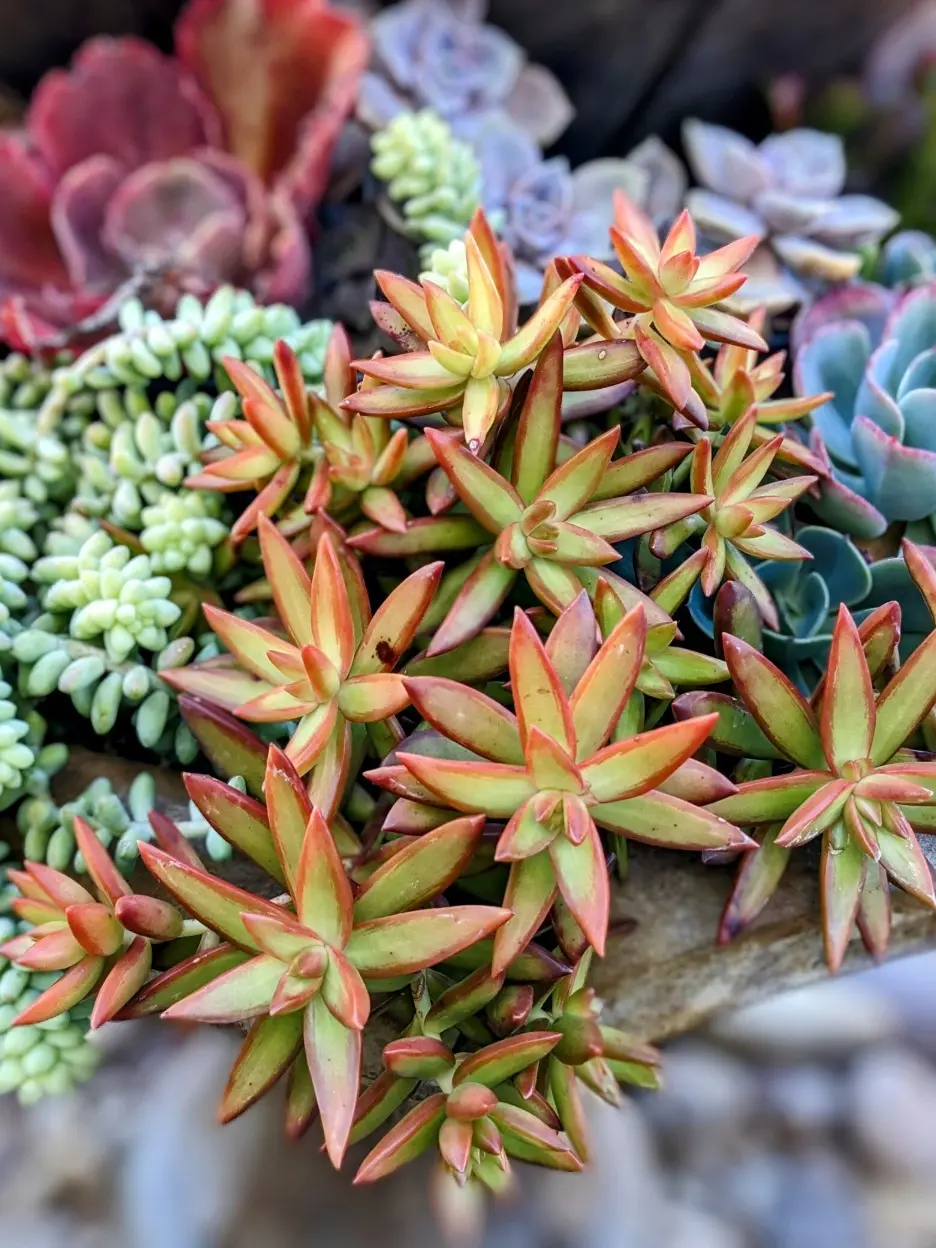 3.5" Sedum Firestorm Succulent: Yellow Orange Drought Tolerant Plant