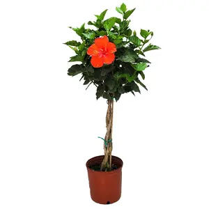 Braided Red Hibiscus Tree (3 Gallon) | Live Flowering Hibiscus Tree | Tropical Plants of Florida