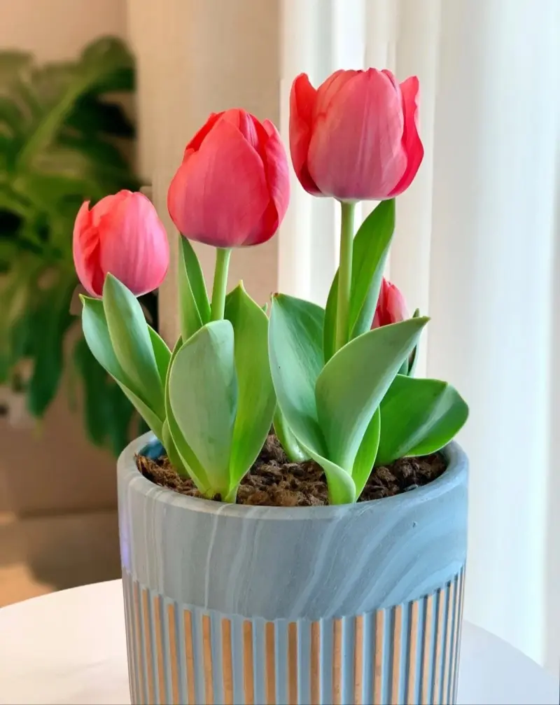 Fall Planting Tulip Bulbs - Indoor-Outdoor Garden Flower Bulbs for Stunning Spring Blooms