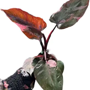 6in Pink Princess Philodendron Live Pink & Green Variegation Philodendron Plant HUGE LEAVES
