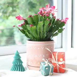 6in Christmas Cactus Thanksgiving Cactus