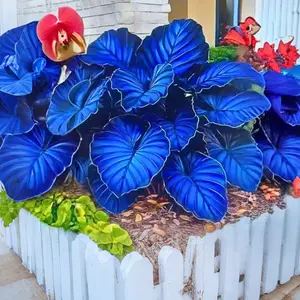 800 Hosta Seeds Cold Hardy Perennial Plant for Outdoor Garden