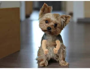 Human Dog Arms