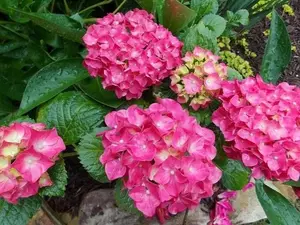( 1 ) - Glowing Embers Pink Hydrangea - Starter Plant ( 7m ) ( 1 live plant )