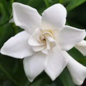 Frost Proof Gardenia