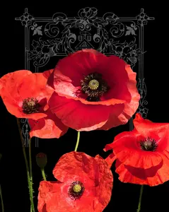 American Legion Poppy Seeds