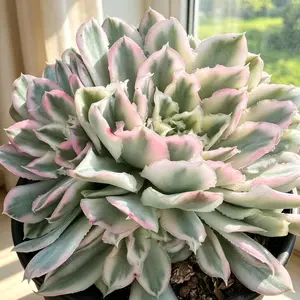 Echeveria ‘Purple Butterfly’ Variegata Live Succulent Cluster 5–6 in – Rare Variegated Succulent, Bare Root (No Pot), Colorful Rosette Succulent, Easy Care, Indoor Plant, Home & Garden Decor, Plant Lover Gift
