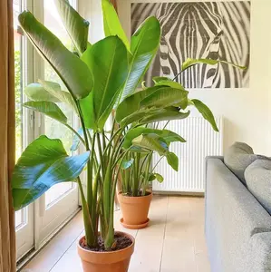 LIVE PLANT 2-3 ft White bird of Paradise - Strelitzia nicolai shipped from sunny Florida Decor Decorative Tropical