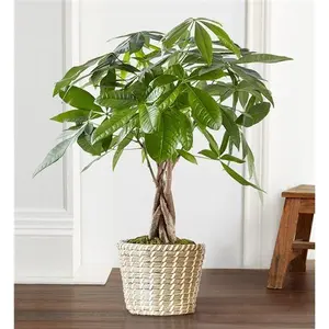 The Money Tree flower