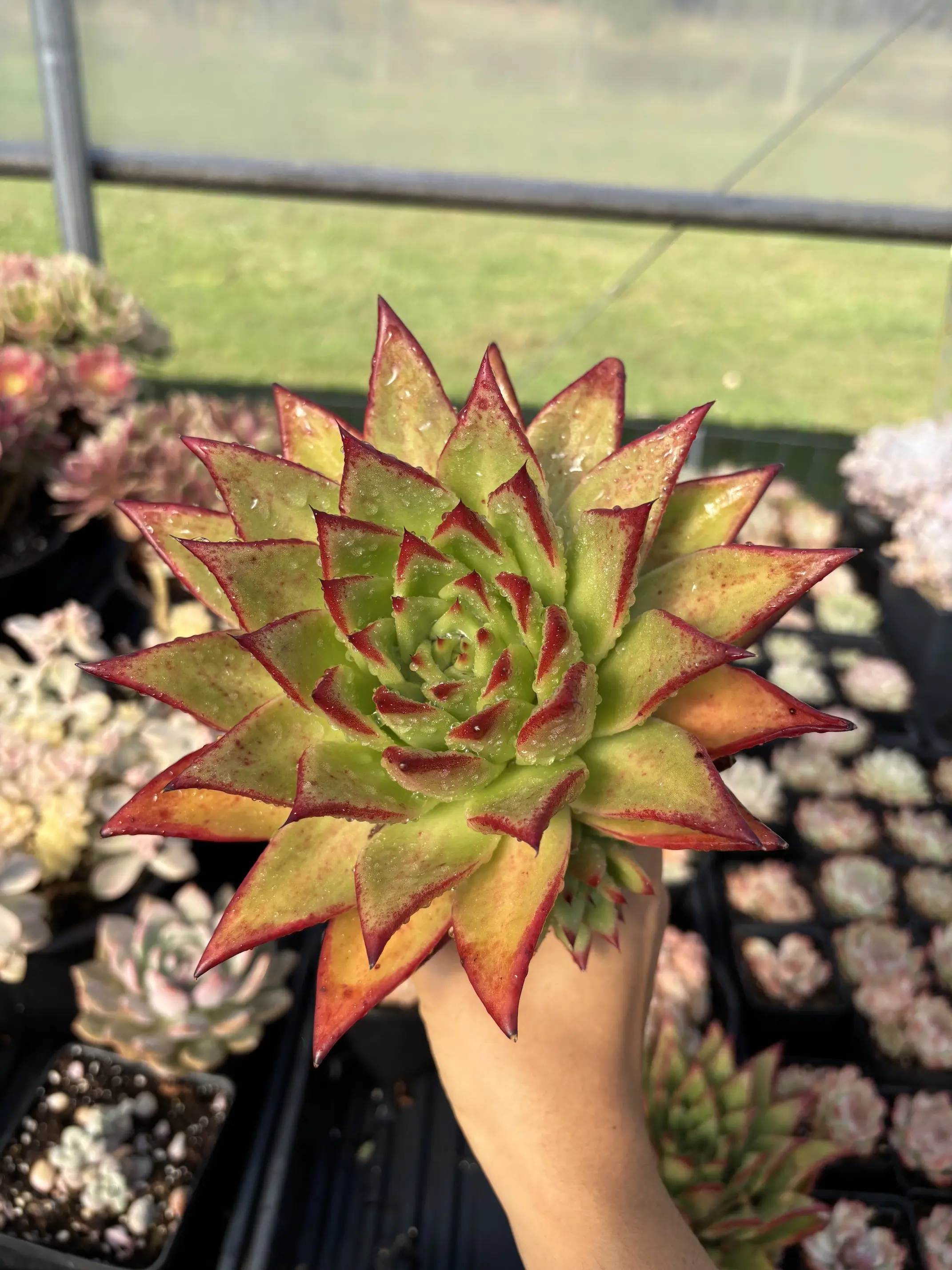 April Farm Echeveria Ebony Rare Succulent Plant 6-7 Inches - TikTok Shop