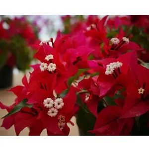 Red Bougainvillea starter Plant - 'RUBY' - Live Rare Bougainvillea starter Plant ship in pot