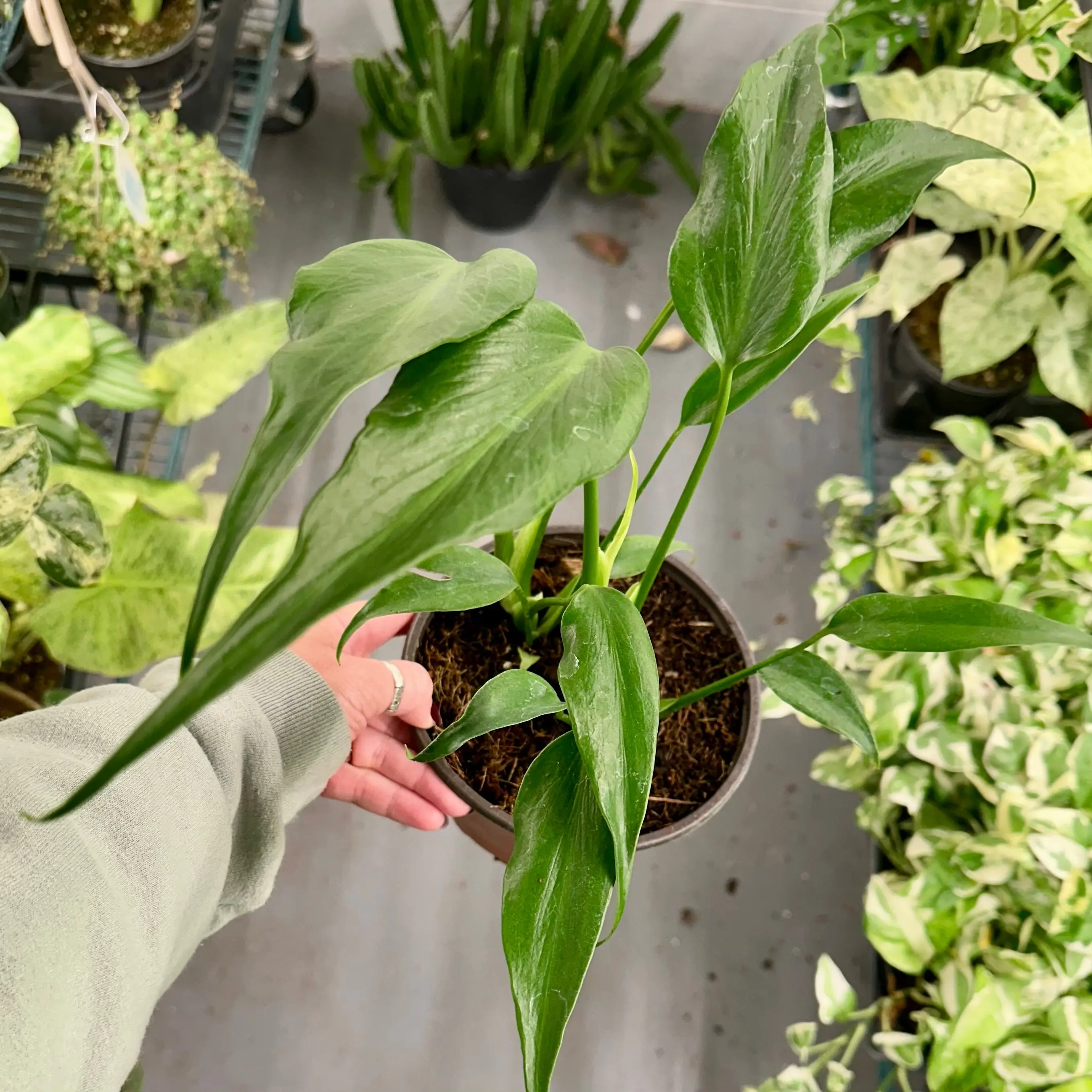 Monstera Burle Marx flame with fenestrations - 6" pot