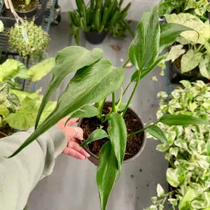 6” Monstera Burle Marx flame