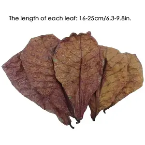 Indian Almond Leaves (Catappa Leaves) – Natural Leaf Litter for Aquariums, Betta Fish, Shrimp Tanks & Bioactive Terrariums – Heat Treated Natural Habitat Leaves