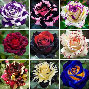 300+ Mixed Rare Rose Seeds for Planting Flower Bush Perennial Shrub Hybrid Rose Non-GMO Heirloom Flower Garden Home Easy Planting Mix Color Flower Seeds