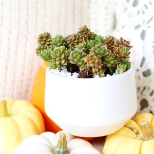 Cremnosedum Little Gem Succulent